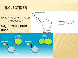 Also asked, what are the three parts of a nucleotide? Dna Structure Ppt Download