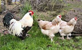 We did not find results for: Faverolles Chooks