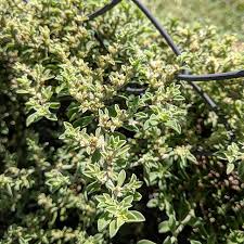 Check spelling or type a new query. Coastal Galenia Blanket Weed Carpet Weed Galenia Pubescens Weeds Of Melbourne