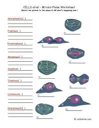 1 what is the diploid number of chromosomes in humans 2 what is the haploid number of chromosomes in humans 3 would egg and/or sperm cells be. Lifescitrc Org Cells Alive Mitosis Phase Worksheet