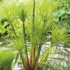 Image result for Cyperus dives