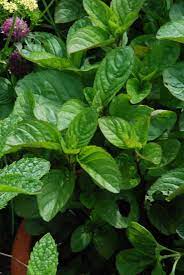 Hierbabuena album has 14 songs sung by los razos. Hierba Buena A Good Herb Indeed The Biking Gardener