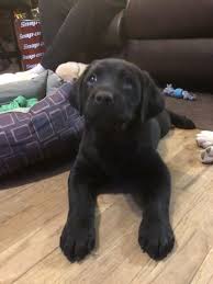 Our privately owned kennel specializes in the breeding and the sale of akc registered british labrador retrievers. Litter Of 4 Labrador Retriever Puppies For Sale In Fort Lupton Co Adn 65842 On Puppyfinder Com Gender Labrador Retriever Labrador Retriever Puppies Retriever
