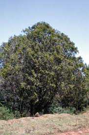 Image result for Juniperus procera
