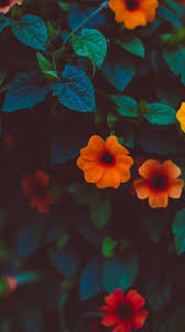 A collection of the top 55 aesthetic flower wallpapers and backgrounds available for download for free. Beautiful Greenery Colors Flowers In 2020 Nature Wallpaper Flower Wallpaper Beautiful Wallpapers