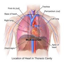 Air reaches the lungs through the trachea, located beneath the throat. Lungs Chest Wall Pleura And Mediastinum Military Dq