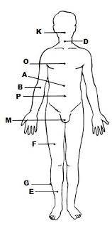 View, isolate, and learn human anatomy structures with zygote body. Print Exercise 1 The Language Of Anatomy Flashcards Easy Notecards