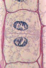 At the end of anaphase, chromosomes reach the opposite poles and they uncoil. Mitosis Cell Division Plant Cell