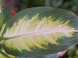 The edges of the leaves of a dieffenbachia plant usually turn brown from too much plant food or too much salt, fluorine, or chlorine in your water. Dieffenbachia Dumb Cane Guide Watering Care Tips