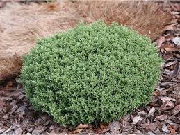 Image result for shrubby veronica hebe