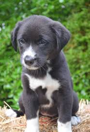 Black And White Border Collie Lab Mix Puppy Pin By Tony Gennaro On Our Best Friends Lab Mix Puppies Cute Dogs Cute Animals
