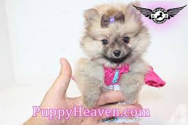 Bleu innes on local husky rescue. Yorkie Maltese Pomeranian Maltipoo Poodle Shih Tzu More For Sale In Tallahassee Florida Classified Americanlisted Com