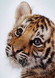 Funny Wildlife Baby Tiger On We Heart It Cute Animals Cute Tigers Baby Animals