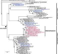 Image result for Trisetopsis elongata