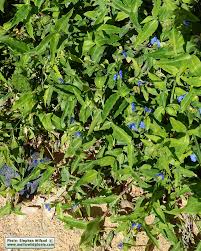 Image result for Commelina capitata