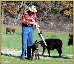 We did not find results for: Tell Me About Miniature Donkeys Benson Ranch Miniature Donkeys Llc