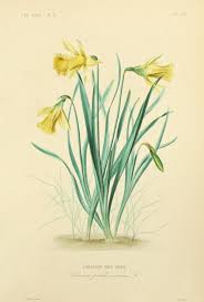 Scientificillustration Scientific Illustration Narcissus Daffodils