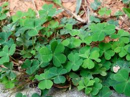 Chatter about clover grew on reddit's wallstreetbets forum, which now has more than 10. The Hunt For A Four Leaf Clover Desert Botanical Garden