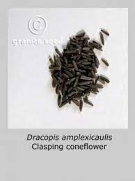 Clasping Coneflower Dracopis Amplexicaulis Granite Seed Soil Texture How To Dry Basil Seeds