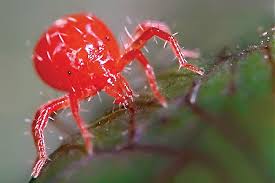 Kill some of the bugs outside your home, as the scent will drive others away. Chiggers How To Prevent Treat Chigger Bites Insect Shield