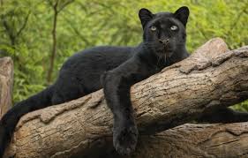 Black leopards are referred to as black panthers in asia and africa, while in latin america, jaguars are also called black panthers. Wallpaper Look Paw Leopard Log Wild Cat Black Panther Images For Desktop Section Koshki Download