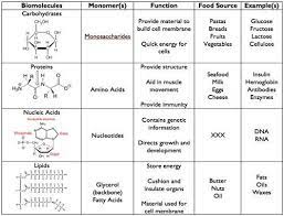 4 Major Biomolecules In 2021 Macromolecules Biology Macromolecules Biology Classroom