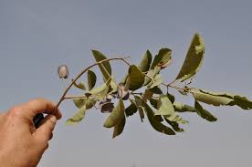 Image result for Combretum collinum