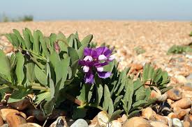 Image result for Lathyrus