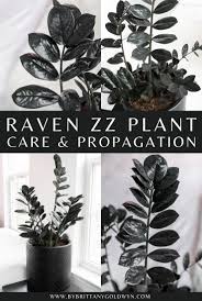 In low light, it will grow much more slowly than in a brighter spot. How To Care For The Stunning Raven Zz Plant How To Propagate It