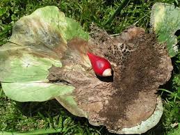 Image result for Trachyphrynium braunianum