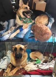 Florida Hero Dog Haus Heads Home After Protecting His 7 Year Old Owner From Rattlesnake Bites Dog Biting Training Cat Training Flushable Cat Litter