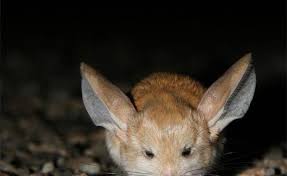صور الجربوع الجربوع المصرى Animals Pics