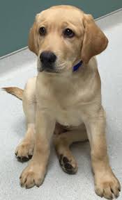 Jun 03, 2020 · we truly love what we do and where we work. Dog Vaccinations North Elm Animal Hospital