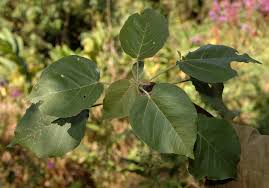 Image result for Croton macrostachyus