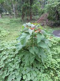 Image result for Hymenodictyon parvifolium