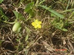 Image result for Corallocarpus schimperi