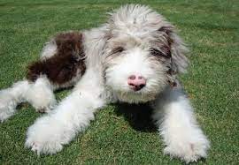 The poodle australian shepherd mix, is a mixed breed dog resulting from breeding the australian shepherd and the poodle. Kora The Australian Shepherd Mix Australian Shepherd Australian Shepherd Mix Australian Shepherd Poodle Mix