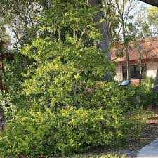 Image result for Barleria randii