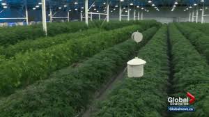 Aurora Cannabis plant working to contain skunky smell at Edmonton ...