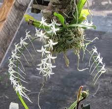 Image result for Mystacidium