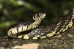 Image result for Spilotes pullatus