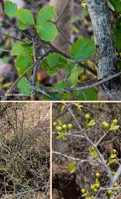 Image result for Ochna inermis