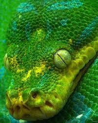 Who You Looking Beautiful Snakes Animals Beautiful Reptiles And Amphibians