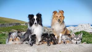 Clicking on waiting list to be notified once we have. Shetland Sheepdog Breeders Us Directory