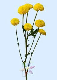 Oumuamua 6 pack cheerleader pom poms cheerleading pom poms for sports game supply sports accessory. Chrysanthemum Flower Information Chrysanthemum Cut Flower Flower Shop Network