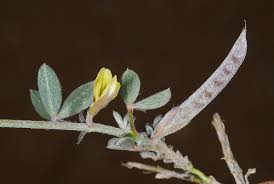 Image result for Argyrolobium vaginiferum