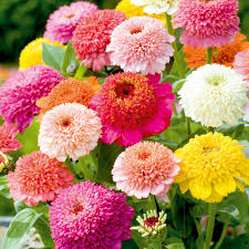 This article will show you how to properly do it. Zinnia Seeds Faberge Mix Suttons