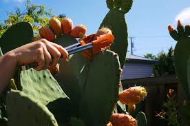Both the flesh and the seeds inside can be. How To Eat Prickly Pear A K A Cactus Fruit A K A Tunas 5 Steps Instructables