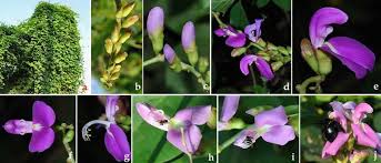 Image result for Canavalia gladiata