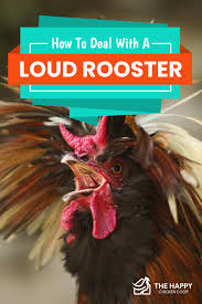 I found it to have some things to say that were relevant to me. How To Deal With A Loud Rooster